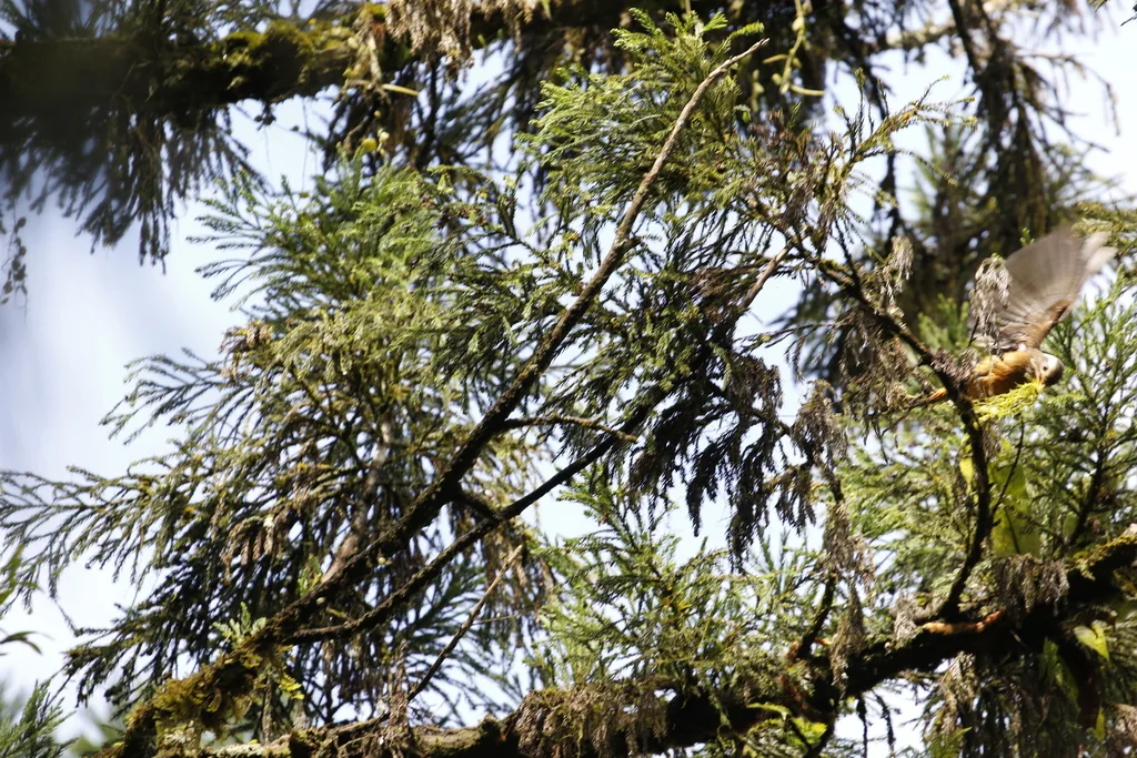 白头鸫(Turdus niveiceps)