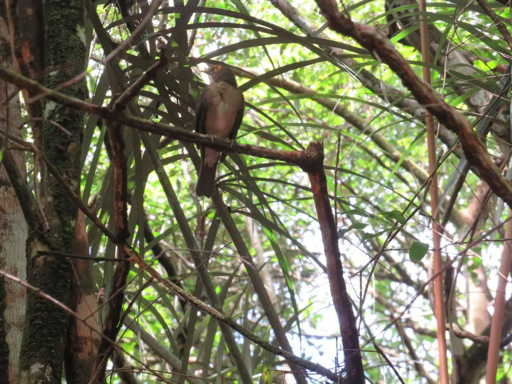 裸眼鸫(Turdus nudigenis)