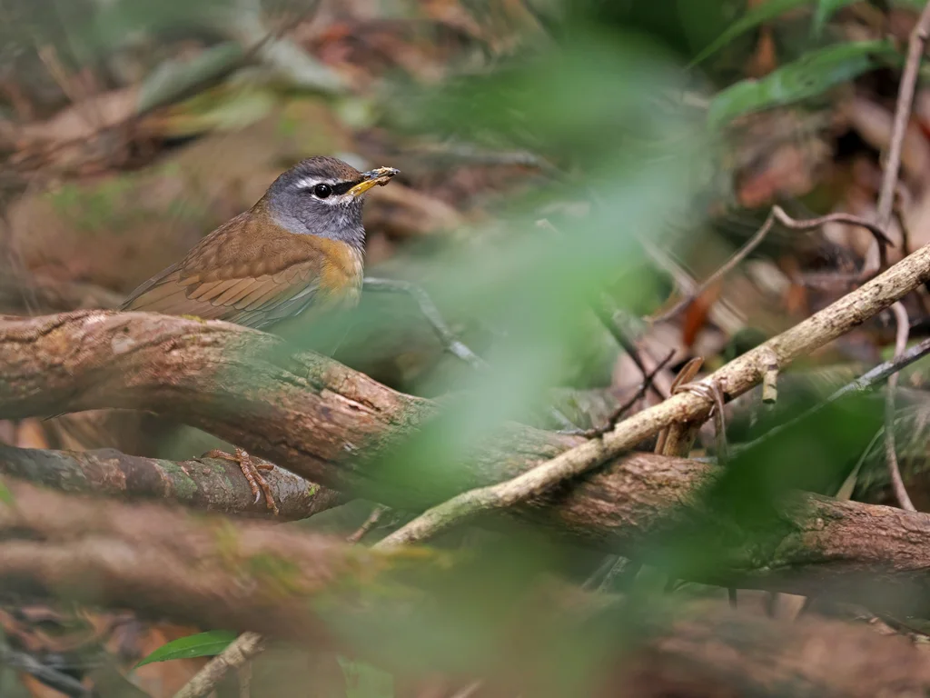 白眉鸫(Turdus obscurus)