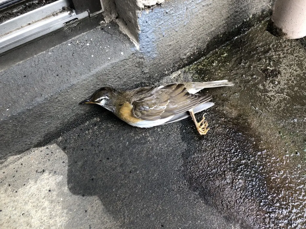 白眉鸫(Turdus obscurus)
