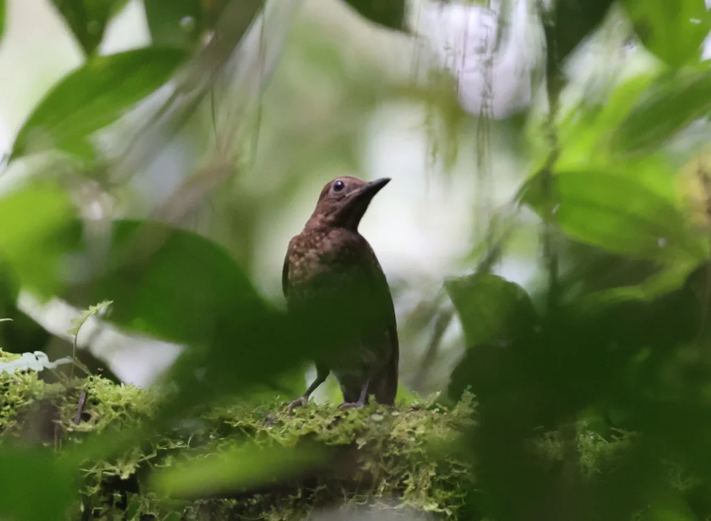 白臀鸫（Turdus obsoletus）