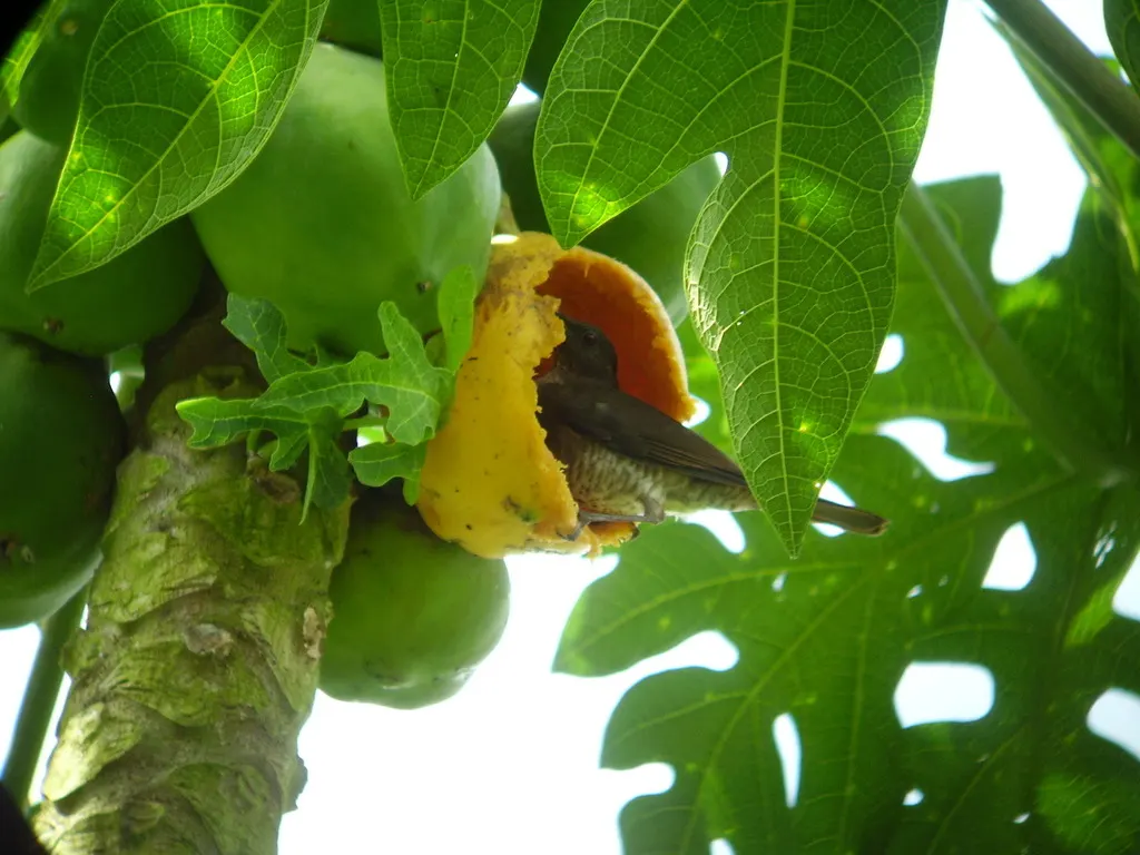 圣多美鸫(Turdus olivaceofuscus)