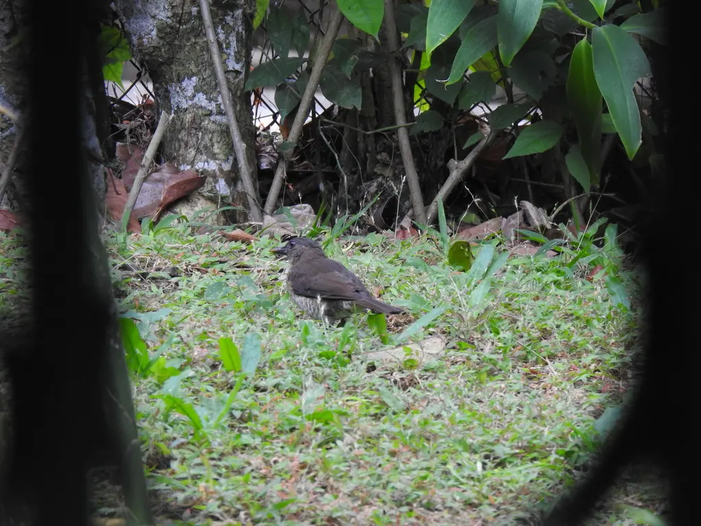 圣多美鸫(Turdus olivaceofuscus)