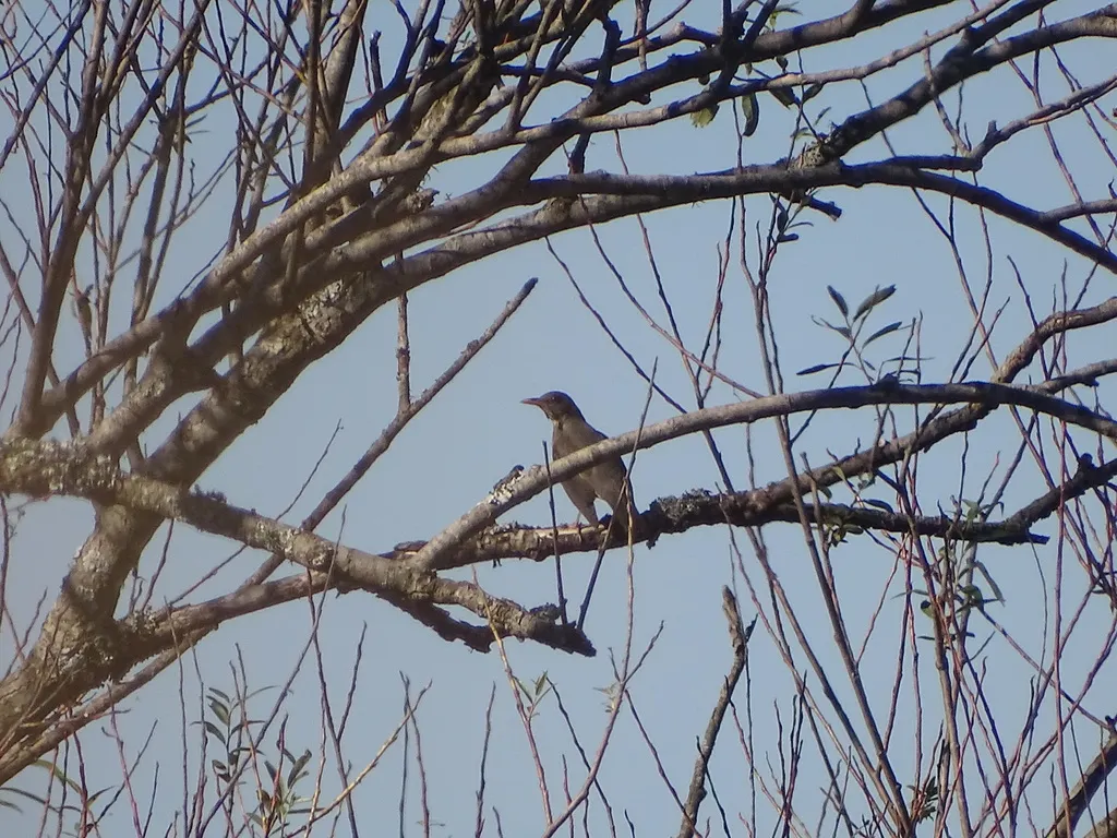 橄榄鸫(Turdus olivaceus)