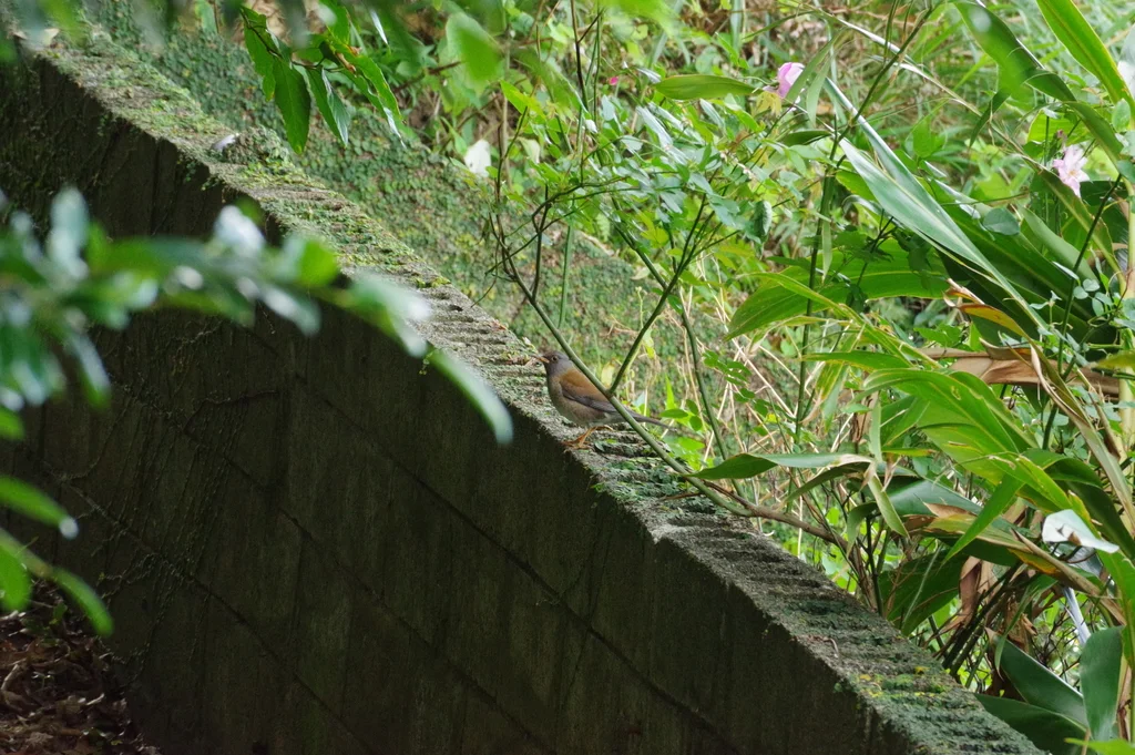 白腹鸫(Turdus pallidus)