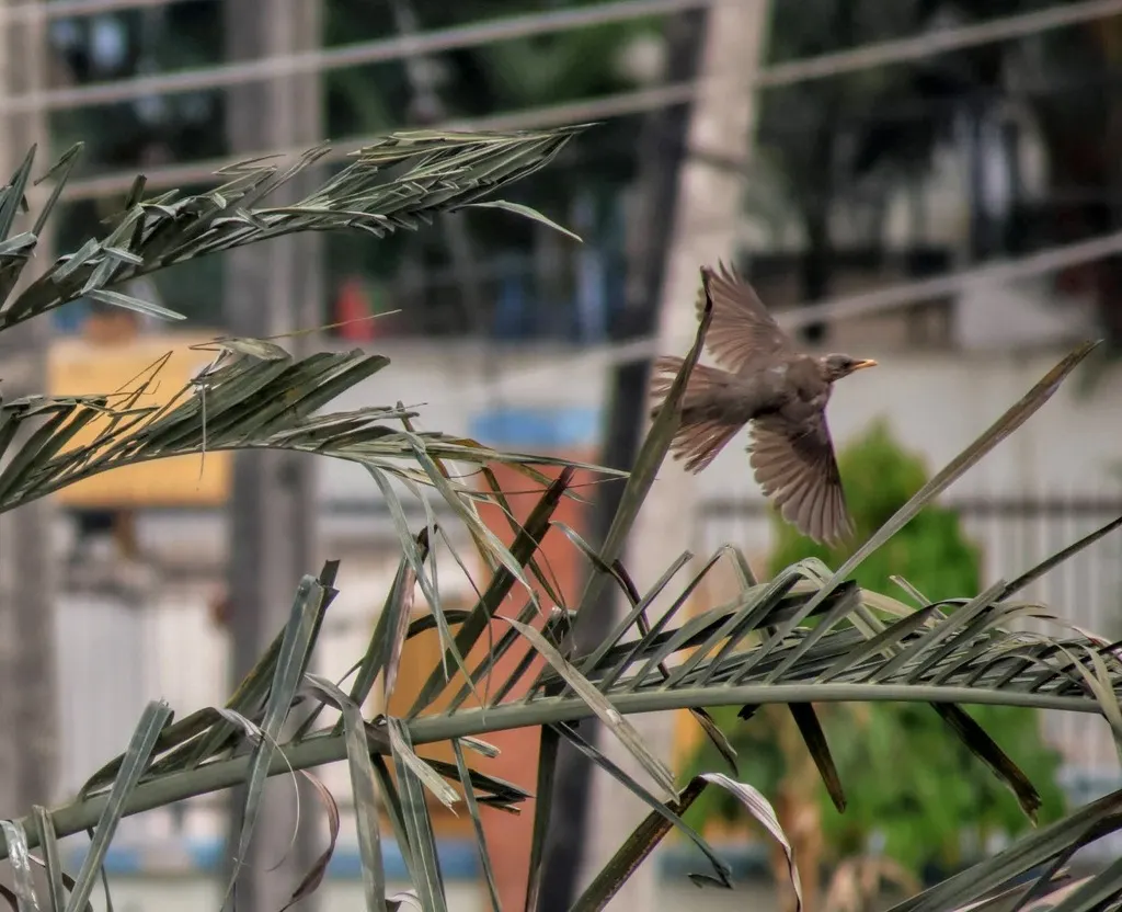 非洲鸫(Turdus pelios)
