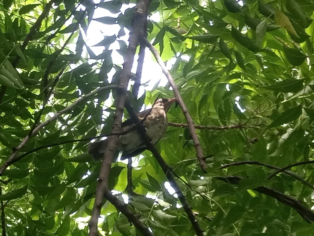 非洲鸫(Turdus pelios)