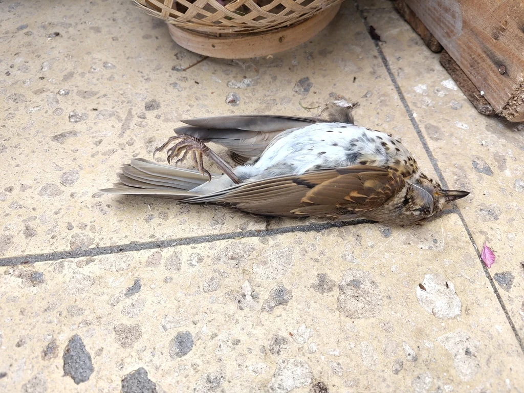 欧歌鸫(Turdus philomelos)