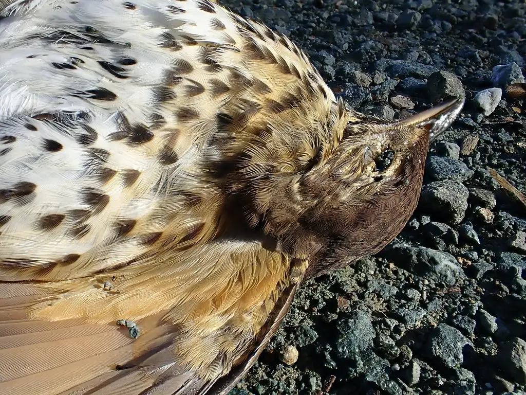 欧歌鸫(Turdus philomelos)