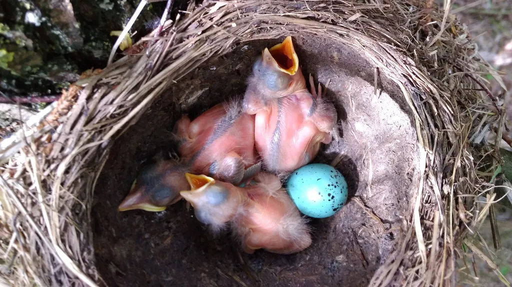 欧歌鸫(Turdus philomelos)