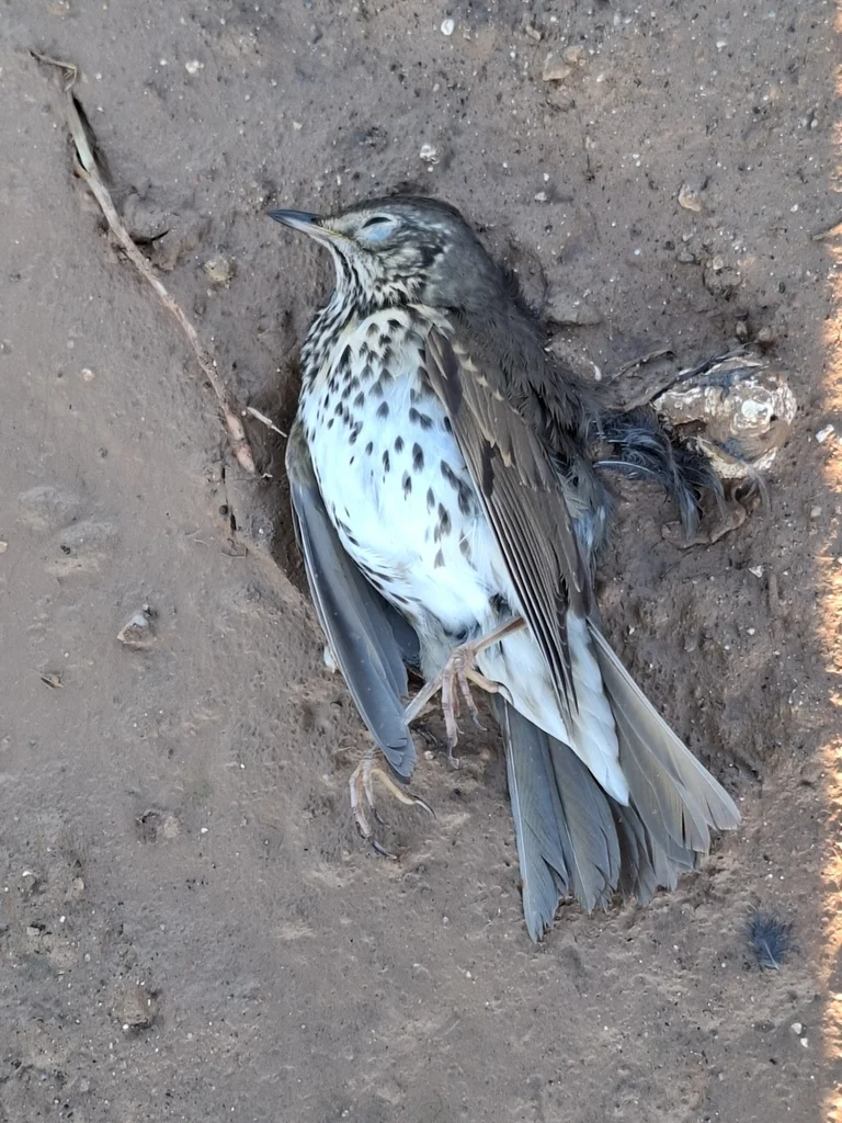 欧歌鸫(Turdus philomelos)
