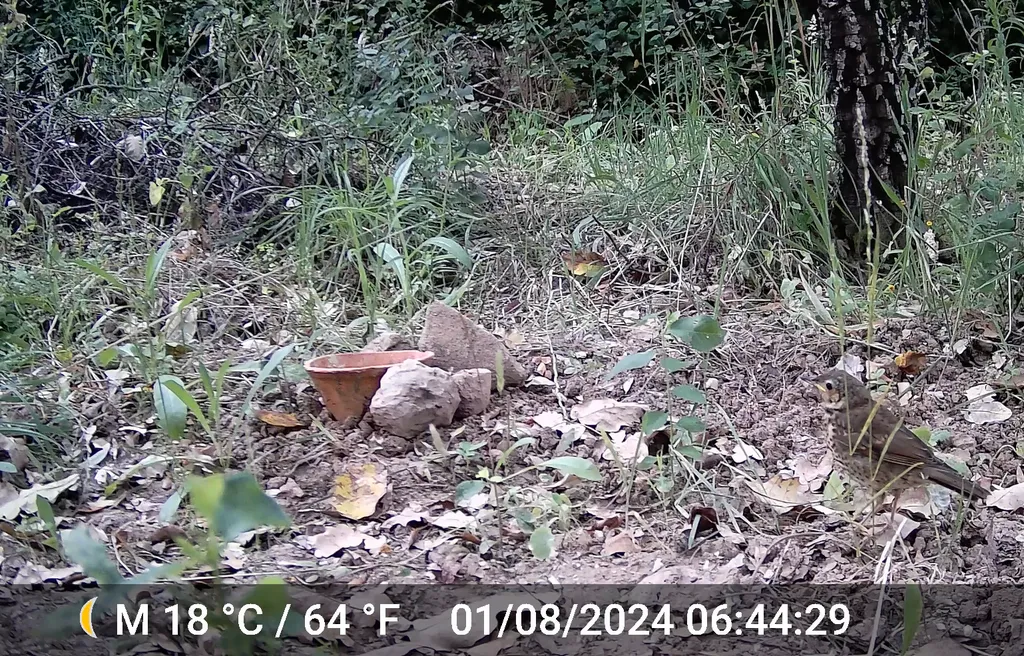 欧歌鸫(Turdus philomelos)