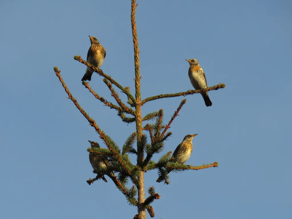 田鸫(Turdus pilaris)