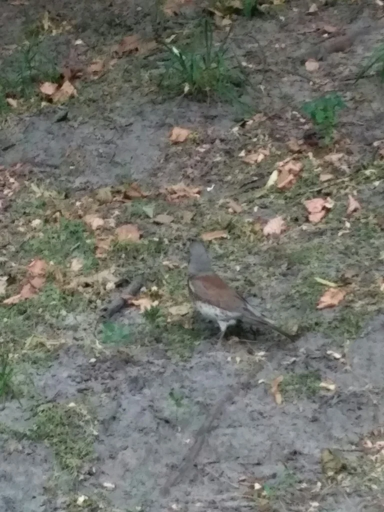 田鸫(Turdus pilaris)