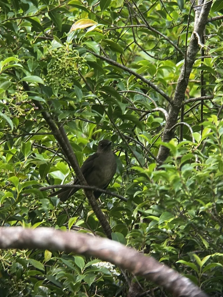 美洲山鸫(Turdus plebejus)