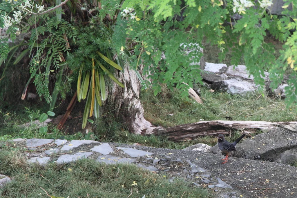 红腿鸫(Turdus plumbeus)