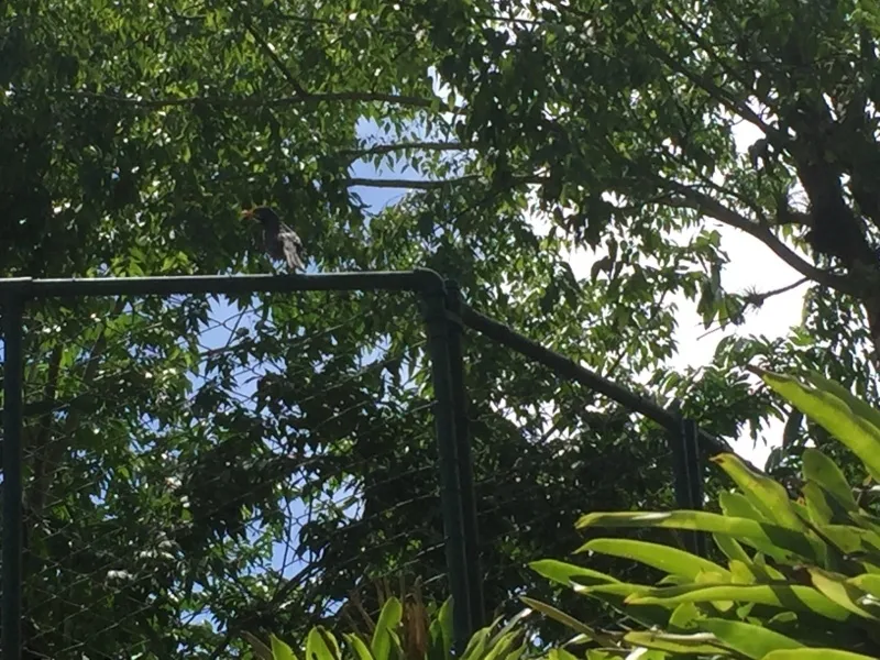 红腿鸫(Turdus plumbeus)