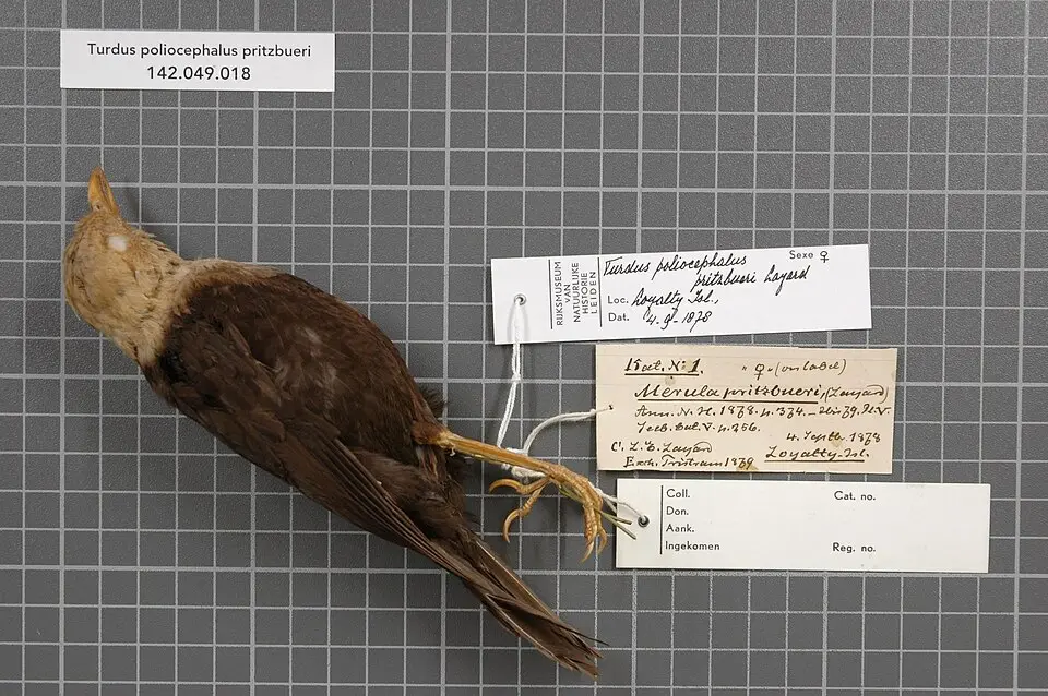 瓦努阿图岛鸫(Turdus pritzbueri)
