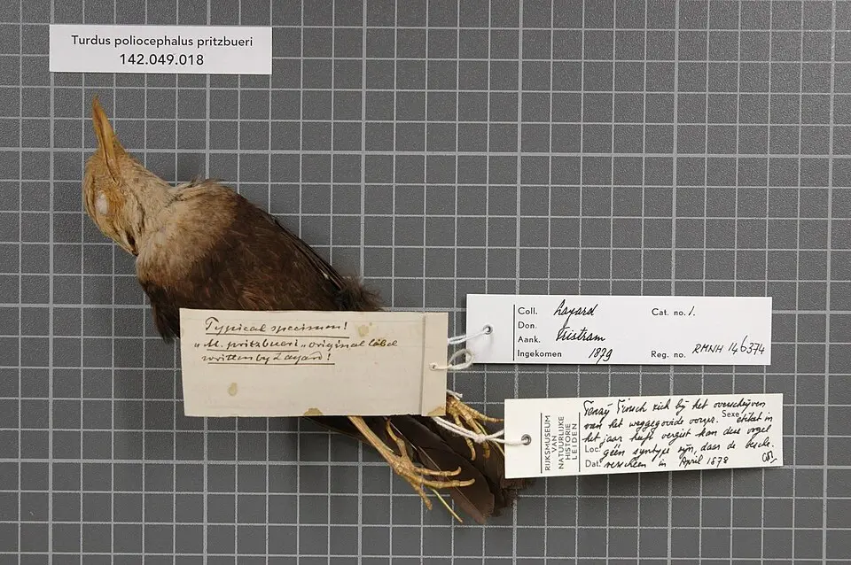 瓦努阿图岛鸫(Turdus pritzbueri)