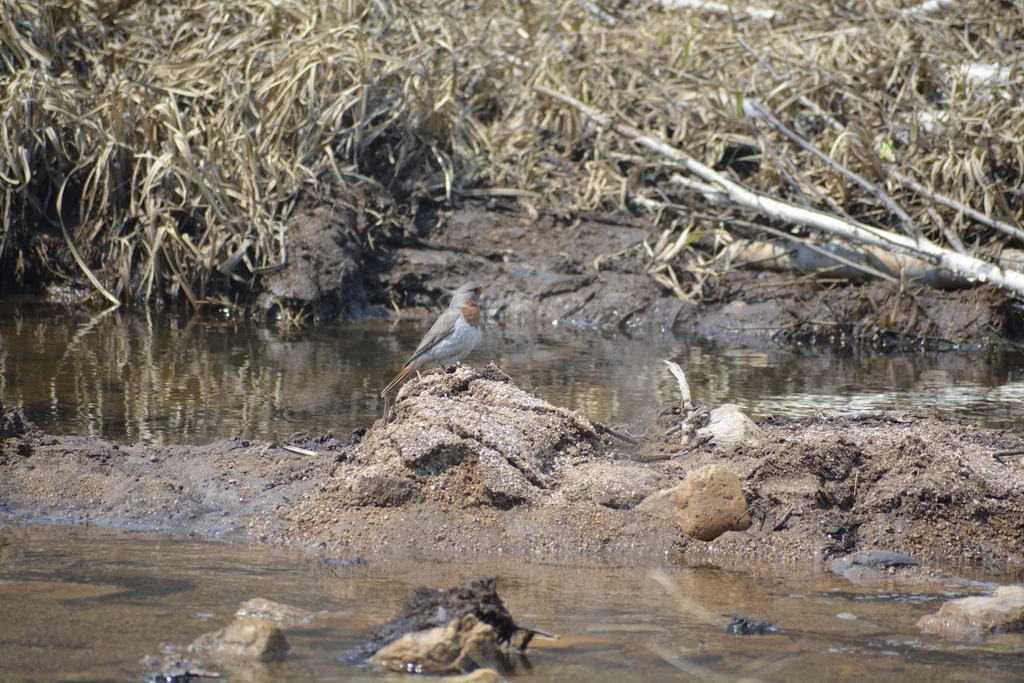 赤颈鸫(Turdus ruficollis)