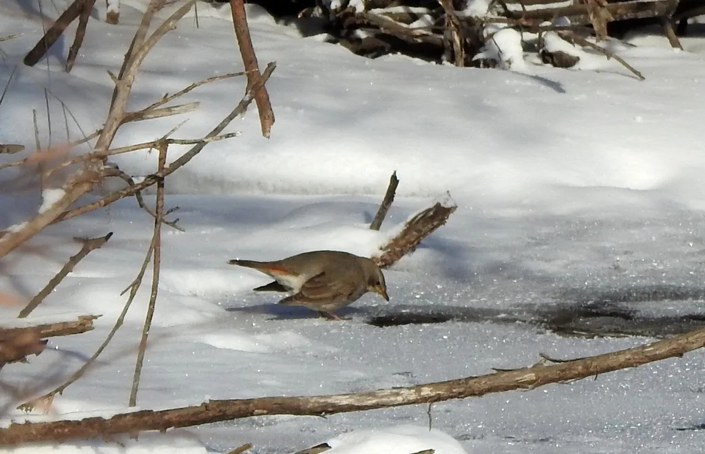 赤颈鸫(Turdus ruficollis)