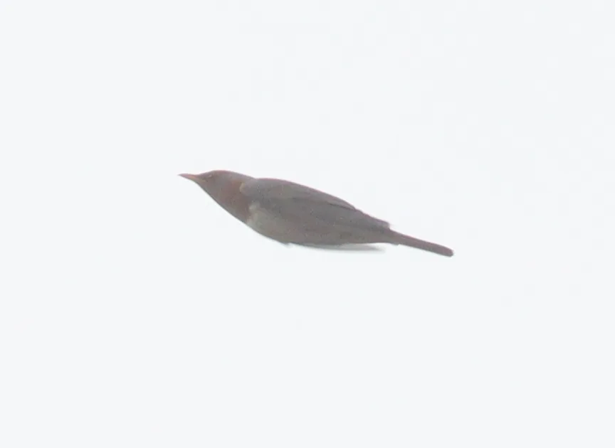 赤颈鸫(Turdus ruficollis)