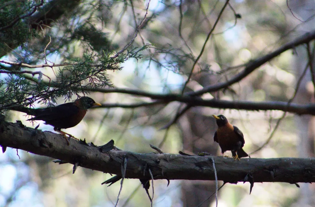 中美棕颈鸫(Turdus rufitorques)