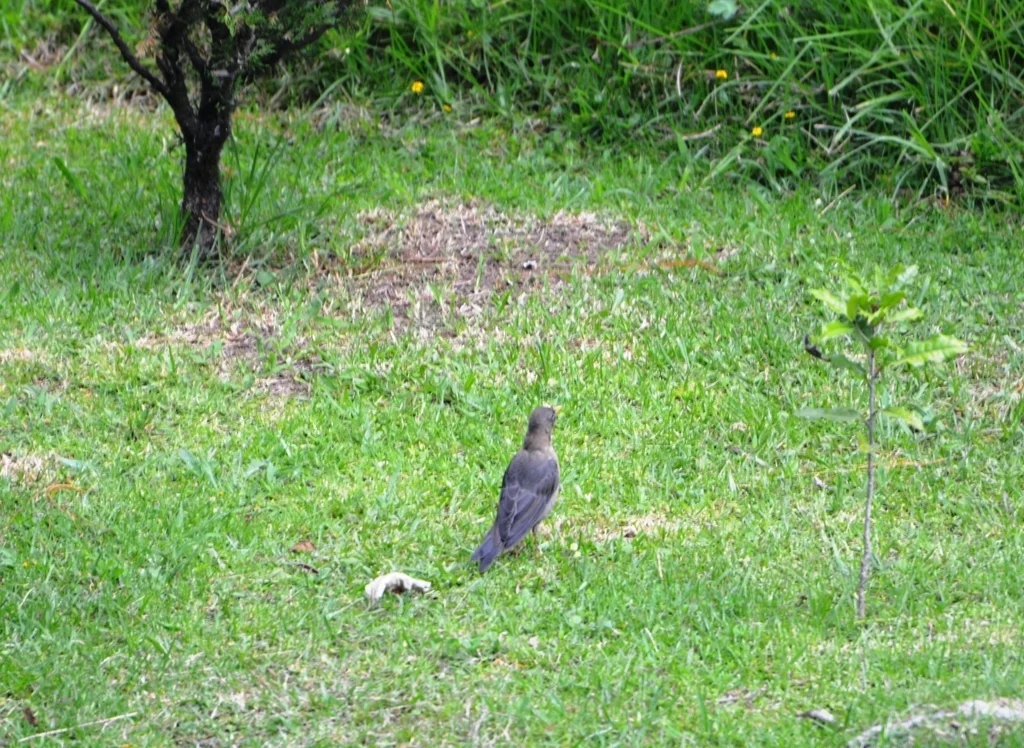 中美棕颈鸫(Turdus rufitorques)