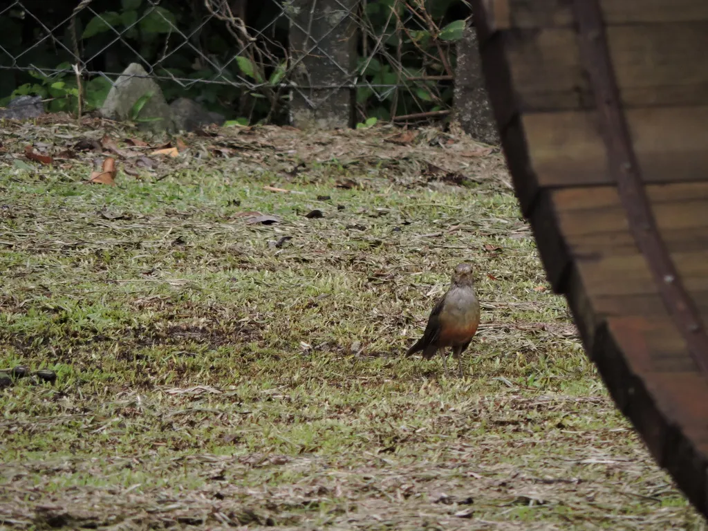 棕腹鸫(Turdus rufiventris)