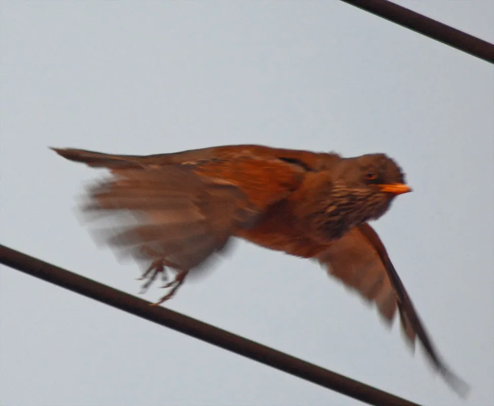 棕背鸲鸫(Turdus rufopalliatus)