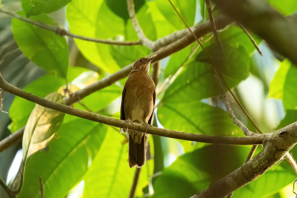 亚马逊裸眼鸫(Turdus sanchezorum)