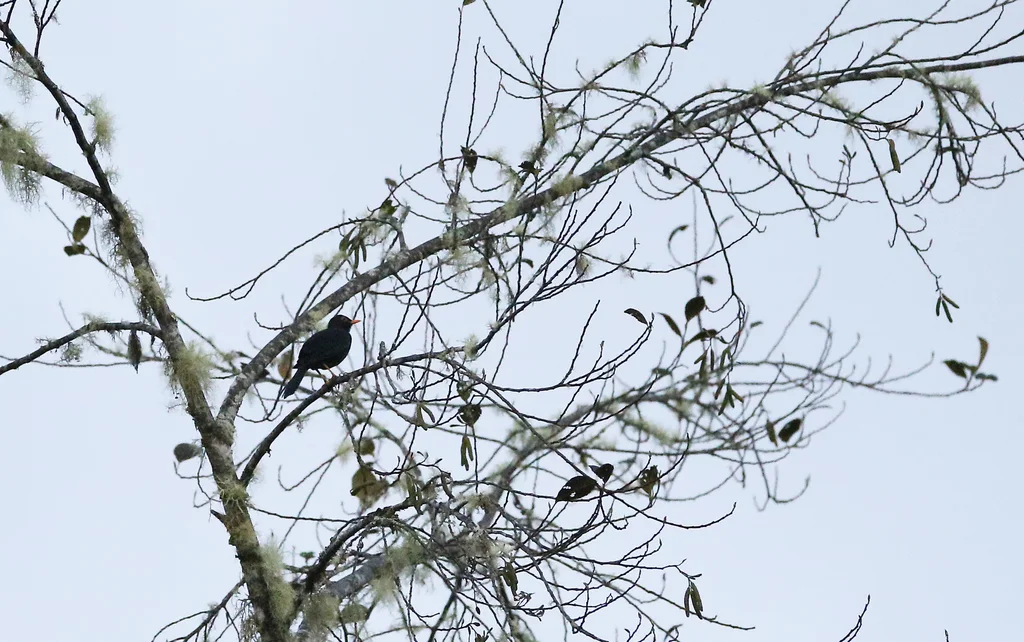 辉背鸫(Turdus serranus)