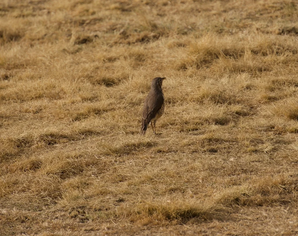 埃塞地鸫(Turdus simensis)