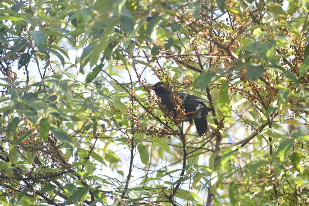 南亚乌鸫(Turdus simillimus)