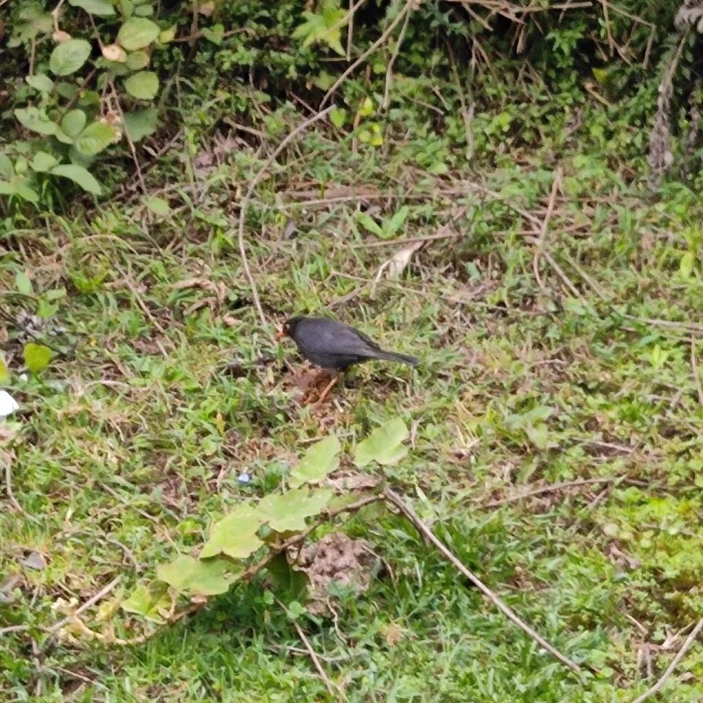 南亚乌鸫(Turdus simillimus)