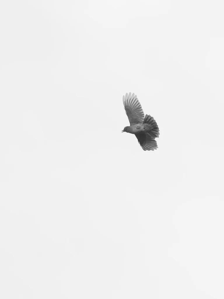 南亚乌鸫(Turdus simillimus)