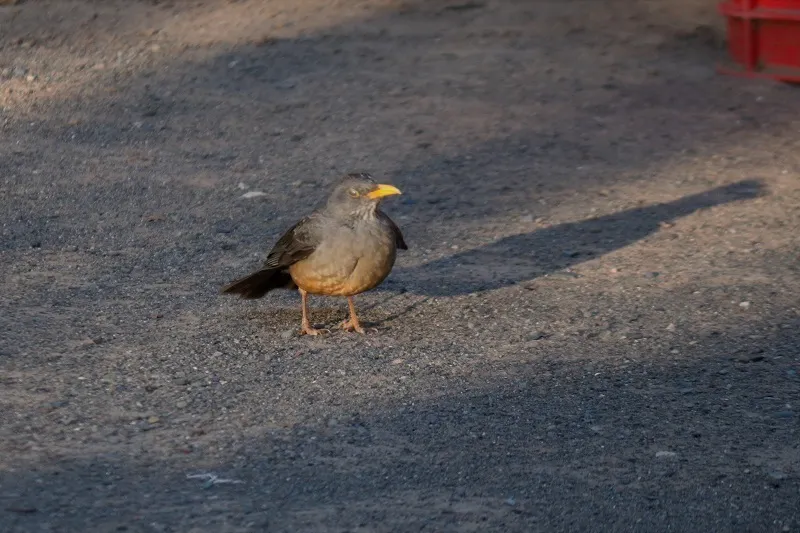 南非鸫(Turdus smithi)