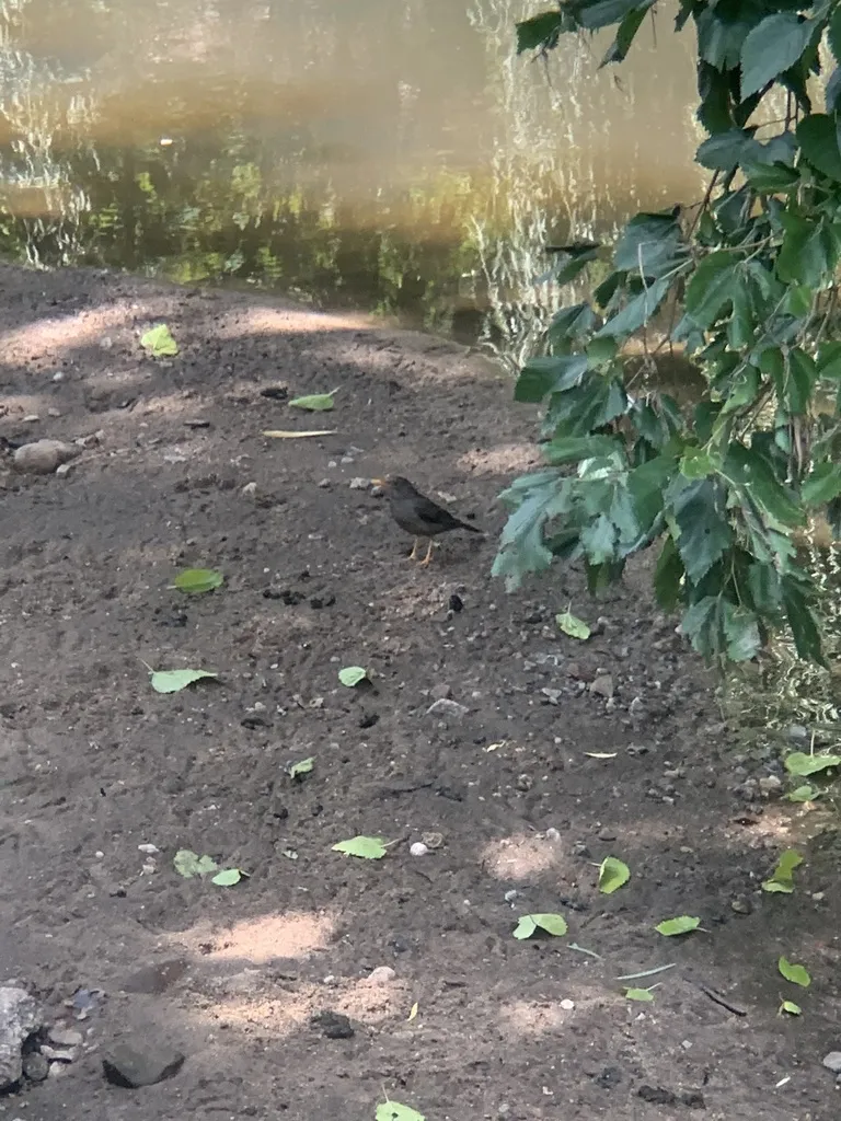 南非鸫(Turdus smithi)