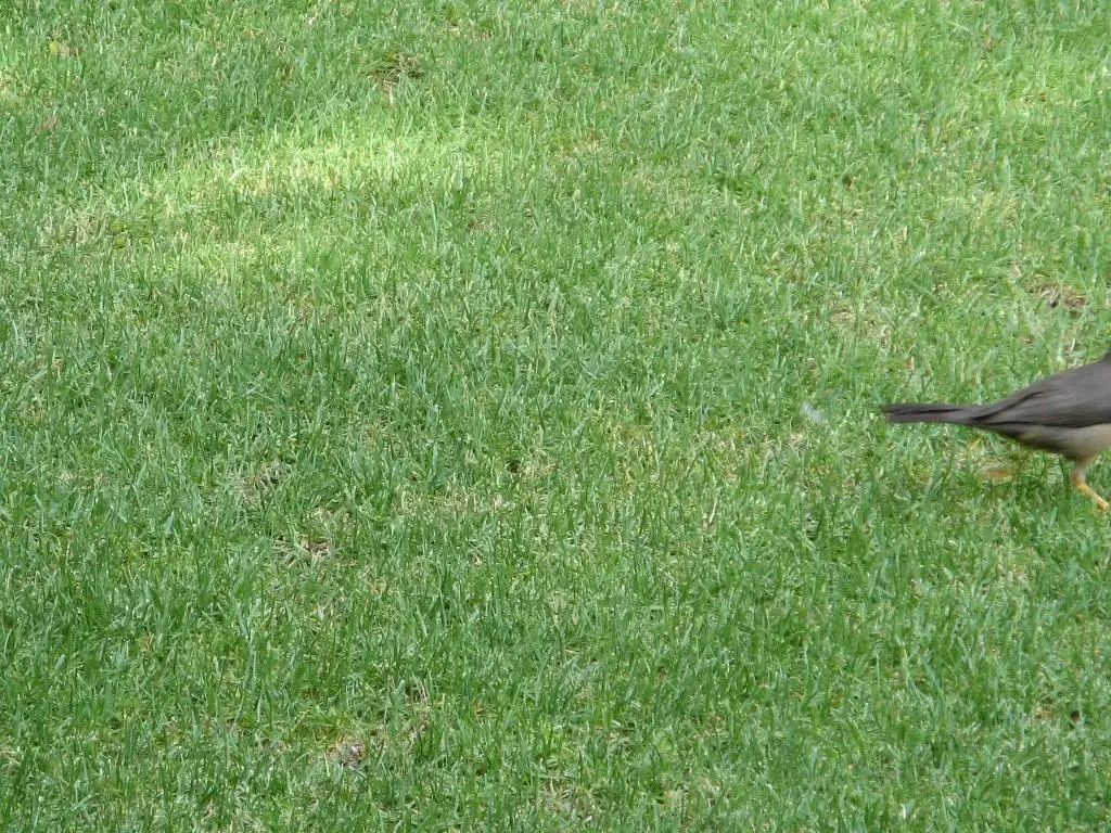 南非鸫(Turdus smithi)