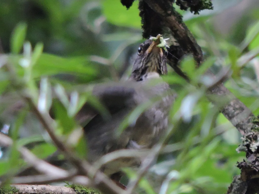 石鸫(Turdus subalaris)