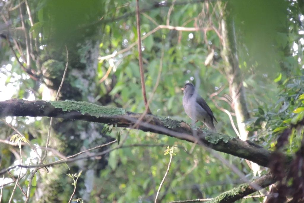 石鸫(Turdus subalaris)