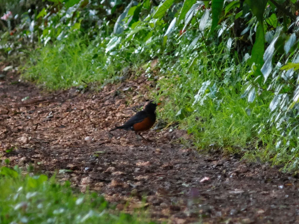 红腹鸫(Turdus swalesi)