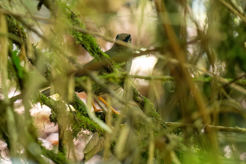 苏拉威西地鸫(Turdus turdoides)
