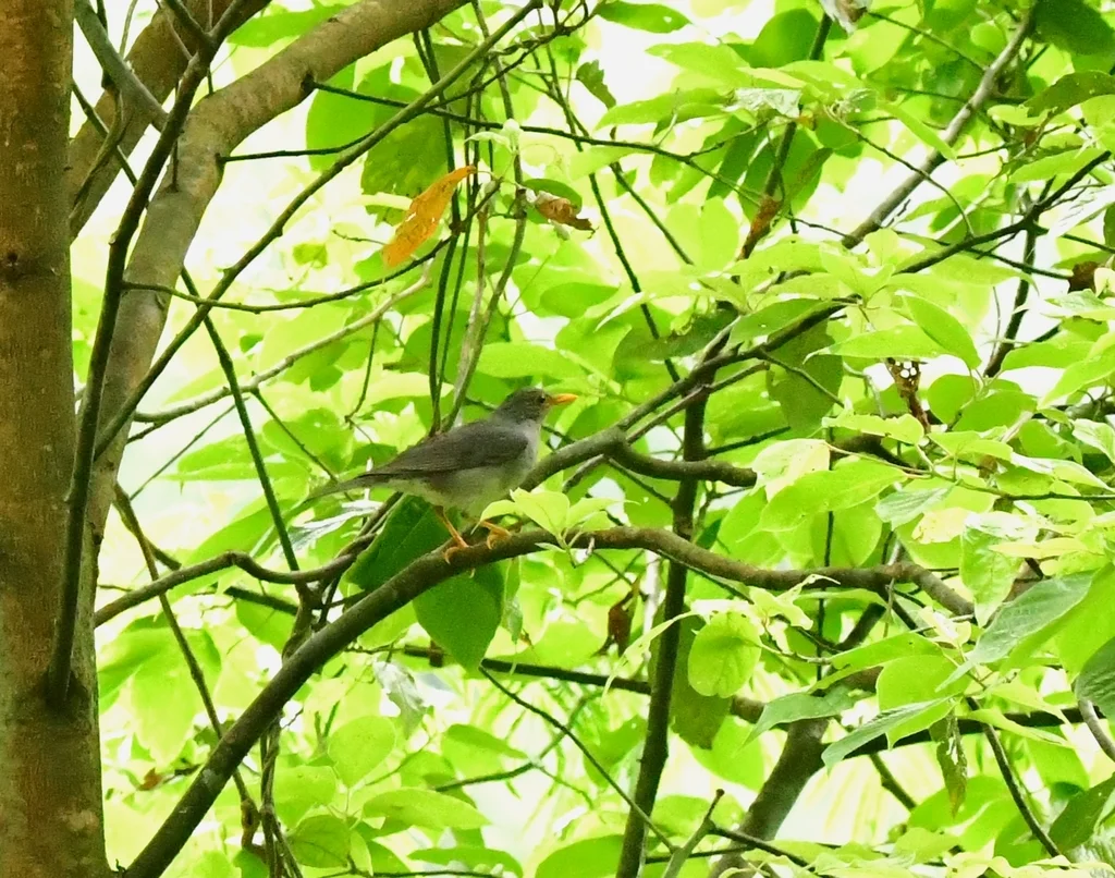 蒂氏鸫(Turdus unicolor)
