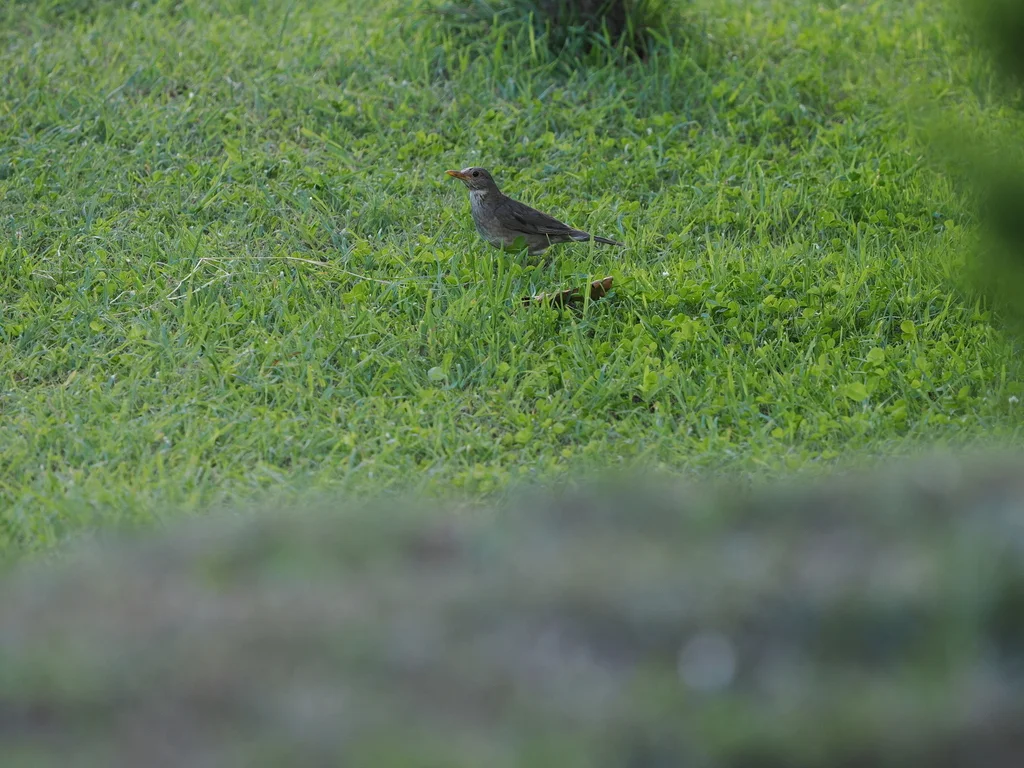 蒂氏鸫(Turdus unicolor)