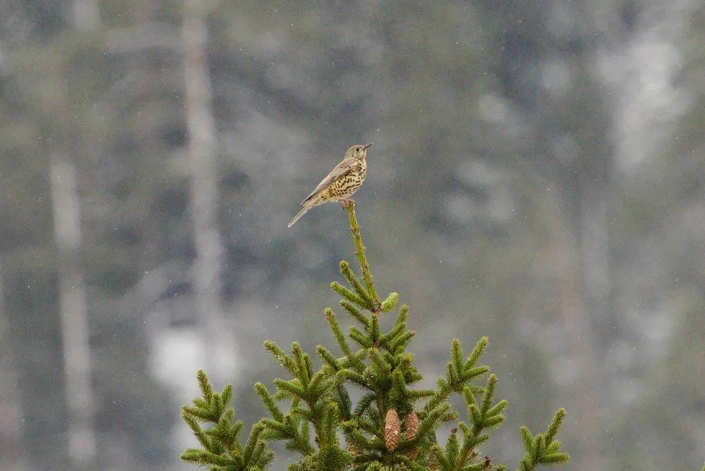 槲鸫(Turdus viscivorus)