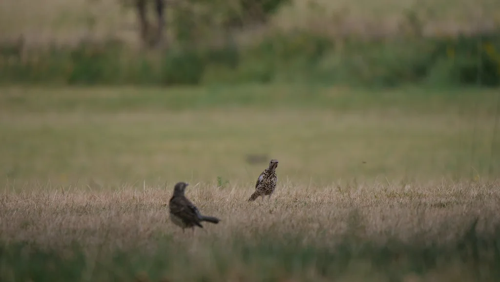 槲鸫(Turdus viscivorus)