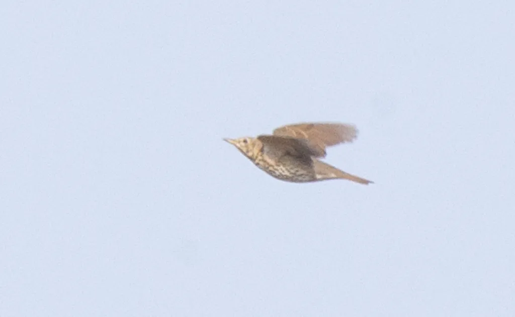 槲鸫(Turdus viscivorus)
