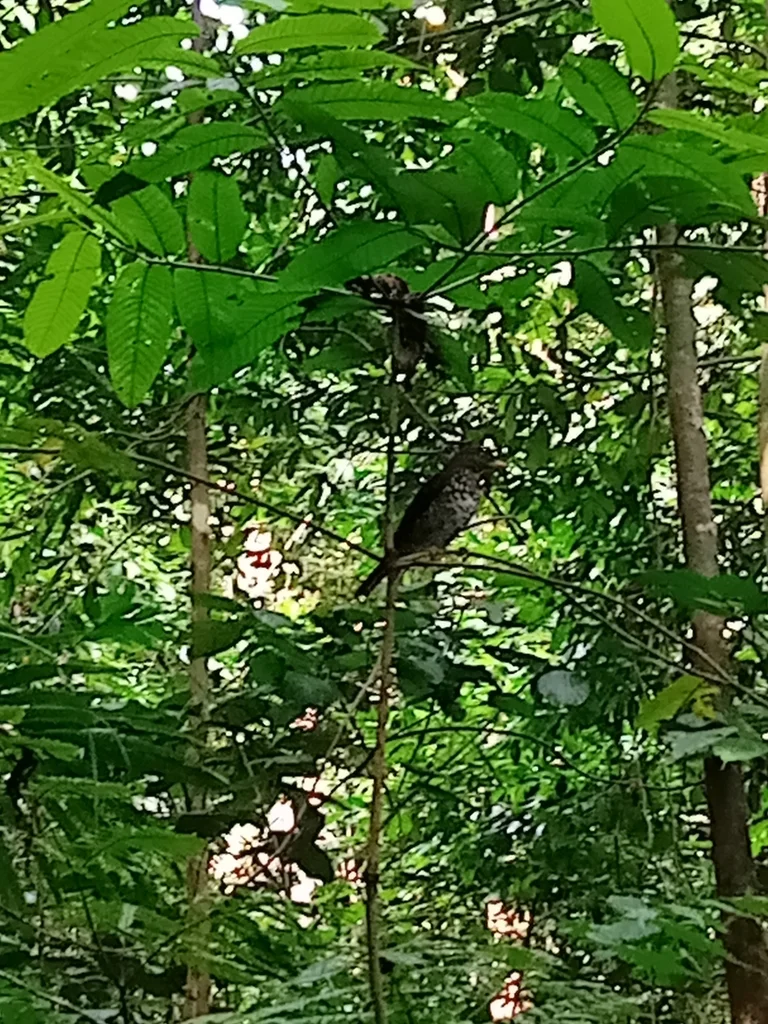 普林西比鸫(Turdus xanthorhynchus)