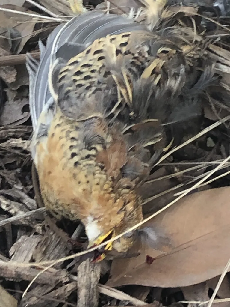 红背三趾鹑(Turnix maculosus)